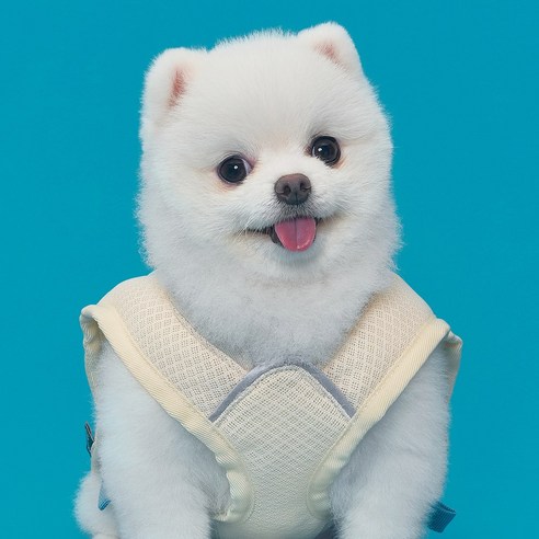 여름을 맞아, 시원한 강아지 쿨조끼로 산책을 더욱 즐겁게