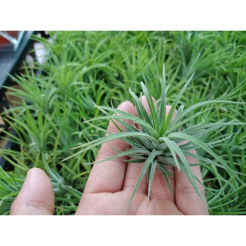 삭막한 공간에 생기를 불어넣는 마법, 엉클팜 이오난사