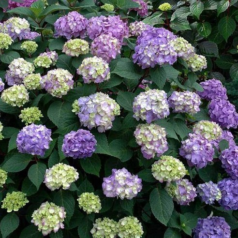 엔들레스썸머 수국: 하루 종일 당신의 정원을 아름답게 하는 매력적인 꽃