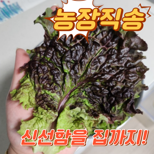 [당일수확] 국내산 농장직송 꽃상추 1kg 2kg 4kg 쌈채소 상추박스 업소용상추 상추 쌈야채 적상추 꽃상추2kg, 1개
