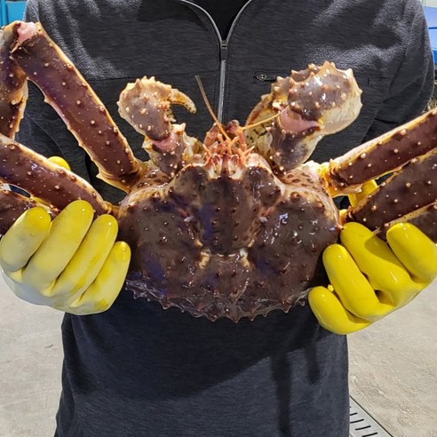 [레드킹크랩] 만족도 1위, 킹크랩의 황제 살아있는 레드킹크랩 2.5kg-3.5kg 내외 (찜)레드킹크랩 2… 가격비교
