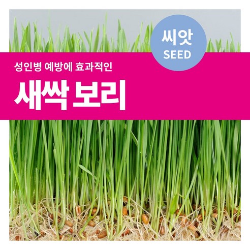 마이플랜트 새싹 보리 씨앗, 12g, 1개