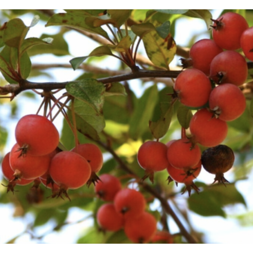 수사해당화로 시작하는 나만의 작은 정원, 일상에 행복을 더하세요.