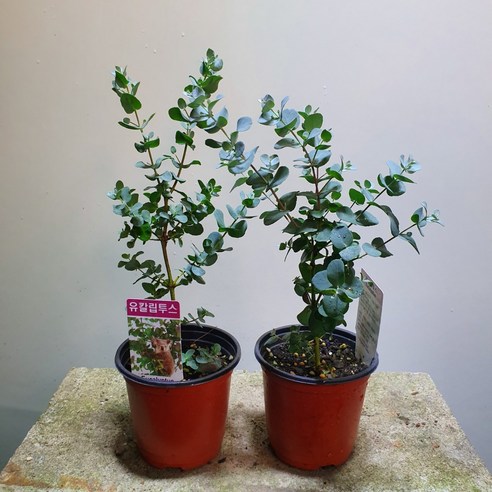 유칼립투스로 일상에 싱그러움을 더하다