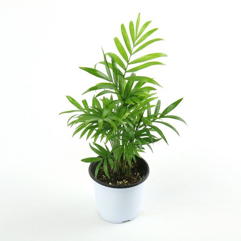 삭막한 내 방에 싱그러움을! 테이블야자로 만드는 힐링 공간 테이블야자