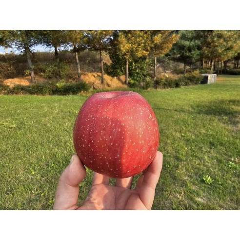 [한양농수산] 문경 고당도 청송 사과 경북지역 부사 고당도 선물용 부사 시나노 못난이 가정용 과즙용 사과, 가정용 부사사과, 2kg(6~10과)