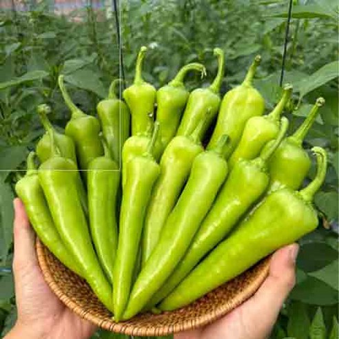 원조 모악산 당조고추 혈당조절 (생과)1kg, 1kg, 1개