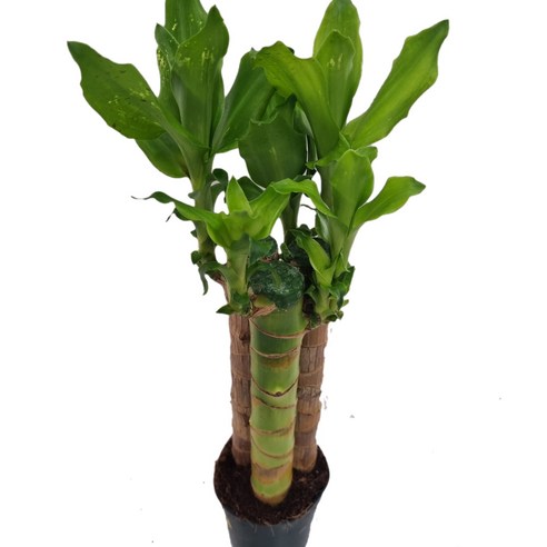 도도팜 행운이 오는 황금죽 (3촉) 향이좋은 오렌지자스민 황금죽식물 수경식물, 1개, 01. 황금죽(3촉) 1개 리얼홍콩