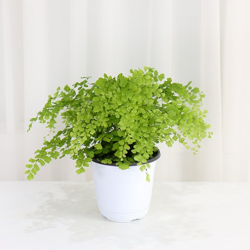 축축한 욕실, 칙칙한 내 방에 생기를 불어넣는 마법! 아디안텀 고사리, 너의 공간을 싱그럽게 아디안텀