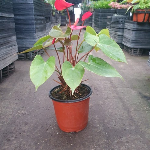 붉은 매력의 안스리움 레드, 공간에 생기를 불어넣다