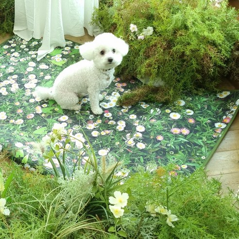 털과의 전쟁, 이제 털날림 없는 카페트로 종결!