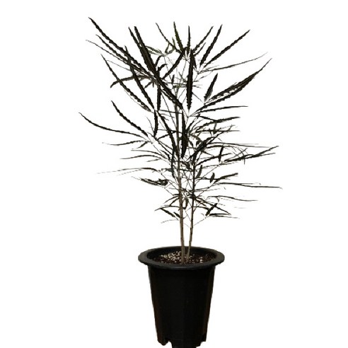 시들 걱정 없이 싱그러움을! 플라워뱅크 아라리아, 당신의 공간에 생기를 더하세요 아랄리아