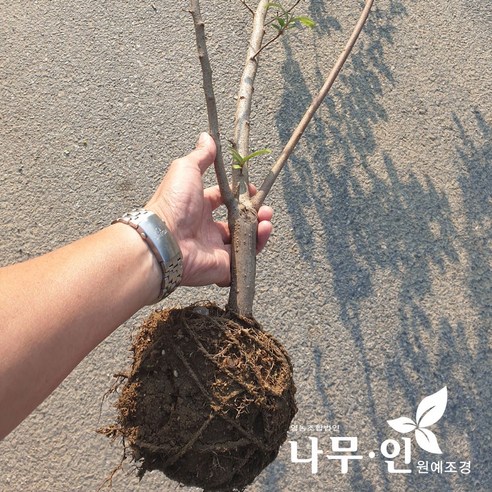 자연을 가까이에서 느끼는 특별한 식물