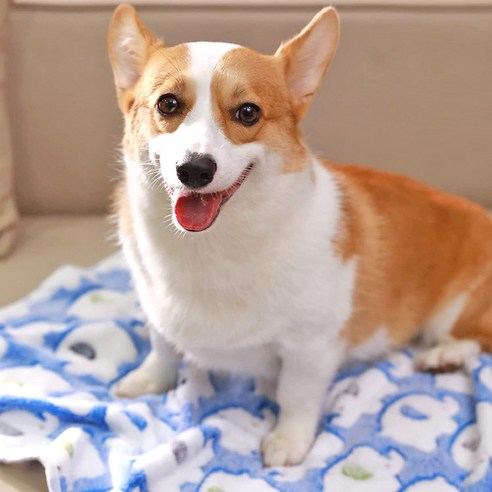 사랑스러운 반려동물을 위한 최고의 선택