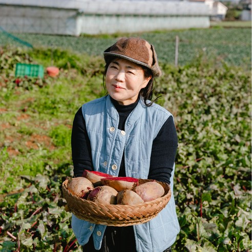 제주 햇 레드비트 산지직송 당일수확, 18개, 10kg