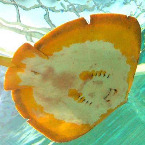 쫀득한 식감에 반하다! 집에서 즐기는 신선한 노랑가오리 횟감