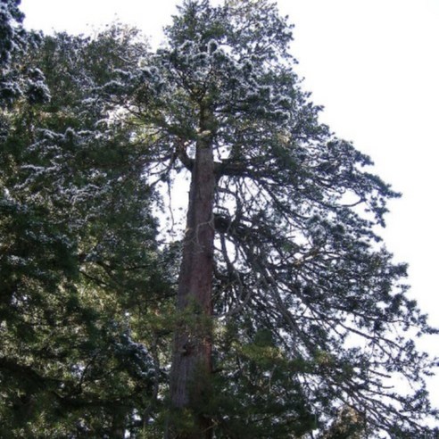 금송으로 자연의 아름다움을 만나다