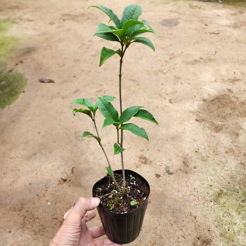 향긋한 금목서, 당신의 공간에 가을을 선물하세요.