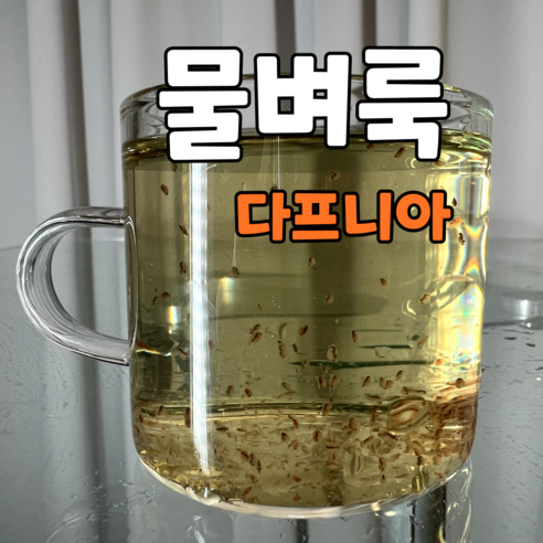 생명의 경이로움을 손 안에서, 관찰용 물벼룩 다프니아