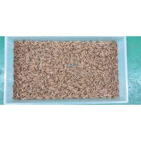 성충 안되는 슈퍼밀웜 4-5cm 2000마리, 1개