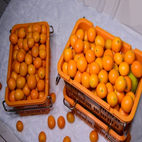 자연의 맛이 담긴 제주 감귤