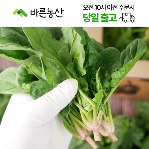< 바른농산 > 국내산 당일수확 시금치, 500g, 1개 - 시금치 | 쿠팡