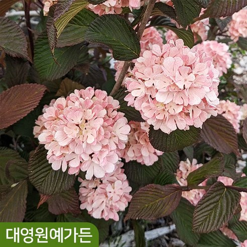 분홍설구화 핑크오데마리 – 아름다운 꽃나무의 매력 분홍오데마리