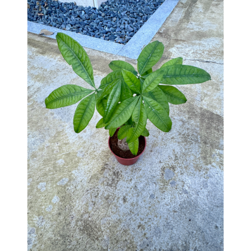 파키라: 가정의 공기 청정과 아름다움 향상을 위한 완벽한 조화