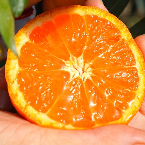 천상의 맛, 극Brix 제주 카라향으로 일상에 특별함을 더하다 카라향