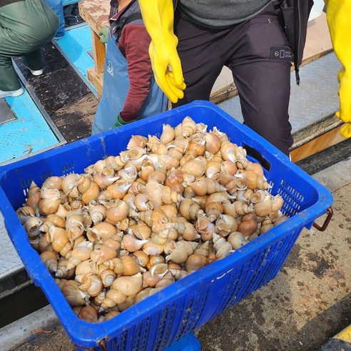 산지직송 동해 백골뱅이 백고동 당일조업 당일발송, 1개, 백골뱅이 대 1kg(15미 내외)