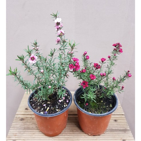 삭막한 베란다에 봄을! 호주매화 2종으로 완성하는 나만의 작은 정원 호주매화