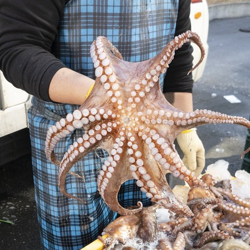 당일조업 통영 자연산 돌문어 (생물) 1kg 문어, 돌문어(생물)1kg, 1개