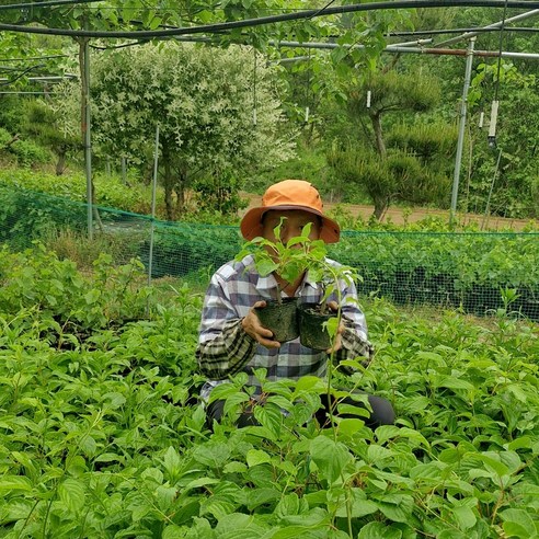 텃밭에 심는 행복, 토종다래 묘목으로 시작하세요!