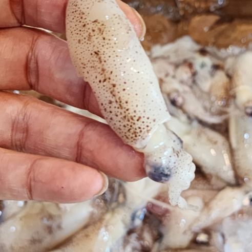 S급 생물 호래기 횟감, 밤하늘의 별을 담은 듯한 황홀한 미식 경험