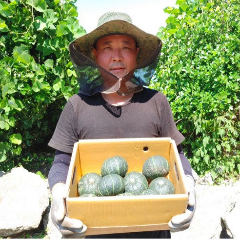 24년 해풍맞고 큰 제주 밤호박 미니단호박 보우짱 햇밤호박, 1박스, 2kg