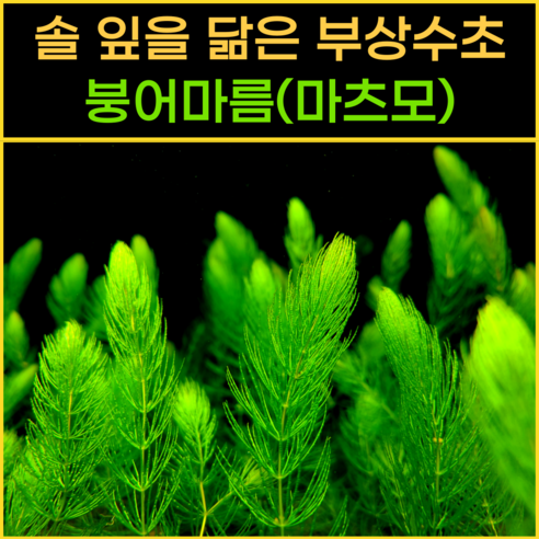 싱그러운 붕어마름으로 당신의 수조에 생명력을 불어넣으세요!
