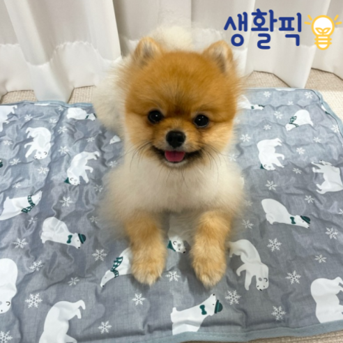 생활픽 쿨매트: 반려동물을 위한 최고의 냉각 솔루션