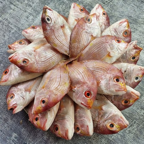 꽃돔 색돔 3kg 20~25미 신선한 해산물을 즐기는 최고의 선택!