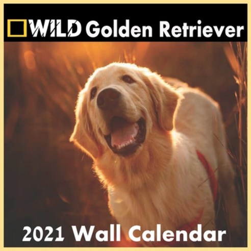 Golden retriever Calendar 2021: Golden retriever calendar 2021 "8.5x8.5" Inch 16 Months JAN 2021 TO ... Paperback, Independently Published, English, 9798584357306