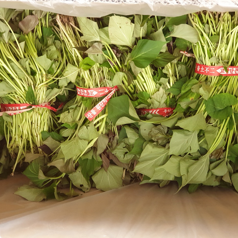 해남 호박고구마 모종으로 꿀처럼 달콤한 가을을 직접 만들어보세요!