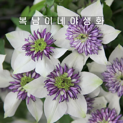 clematis 시에볼디 [1포트 복남이네야생화 모종 으아리 클레마티스], 1개