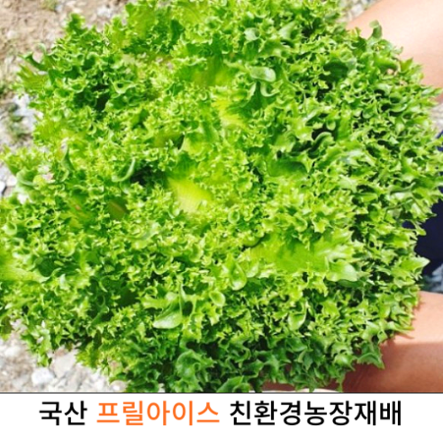 국내산 싱싱한 프릴아이스 2kg 4kg 국산 프리미엄 통크리스피아노 유럽채소 쌈 샐러드 친환경농가재배 신선보장 재구매 매우 높음, 1개