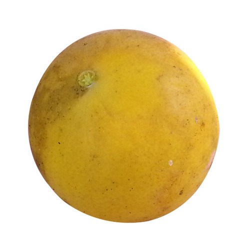 국내산 생 탱자 열매 1kg(생지실, 노란 황탱자) 국내산 생 탱자 열매 1kg(생지실, 노란 황탱자)