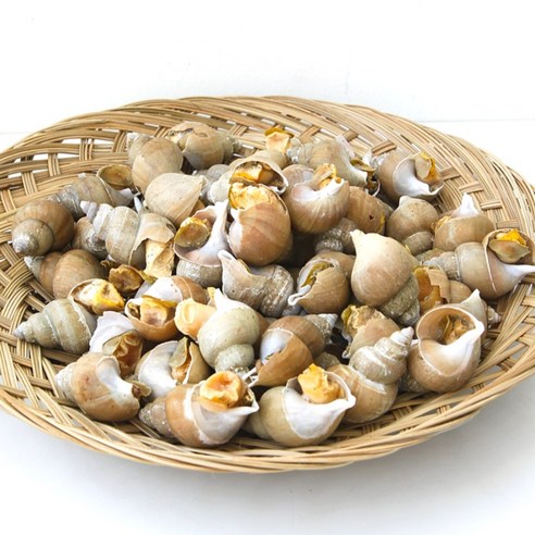 포항 백고동 자연산 통골뱅이 산지직송 생골뱅이, [생물]규격 중 1KG (30-35미), 1개