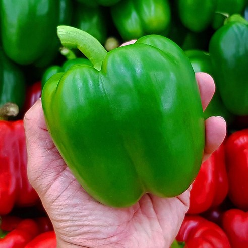 국내산 초록 청 피망 상품 2kg, 1개, 2kg