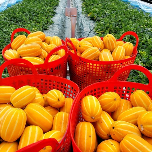 농장 직송 성주 물에 둥둥 꿀참외