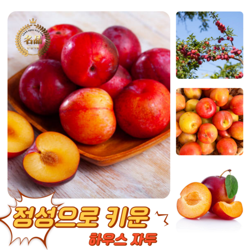 굿피플 고당도 달콤새콤 햇자두 하우스자두 자두