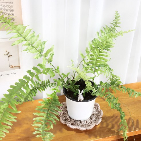 무늬보스턴고사리 하나로 삭막한 공간에 싱그러움을 더하다