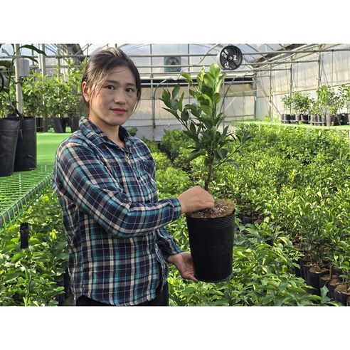 제주 햇살 담은 감귤나무, 당신의 공간에 싱그러움을 더하다