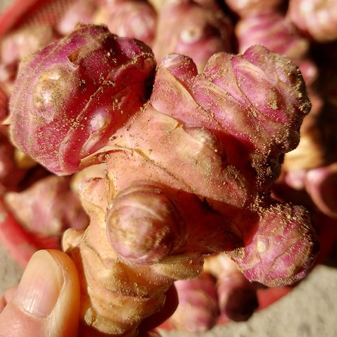 [잇팅나우ㅣ인기상품] 수라간이천 싱싱 자색돼지감자의 매력 [EatingNOWㅣ추천상품]